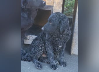 GONZALES❤️ liebenswerter, agiler und neugieriger Kroatischer Schäferhund-Mix