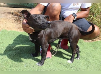 Cisco, Terrier-Mix, lieb und sozial