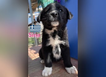 Sina,geb02/25,kleine Schmusemaus sucht Kuschelkörbchen