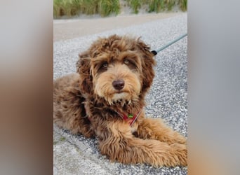 Aussiedoodle Traum ! Bezaubernde Welpen in tollen Farben aus erfahrener+überprüfter Familienaufzucht