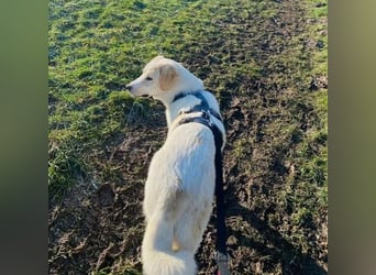 Kian - zurückhaltender,unsicherer Herdenschutzhund-Mix Rüde / Pflegestelle in Eslohe