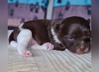 Bezaubernde Welpen aus Bolonka Zwetna und Pomeranian (Zwergspitz)