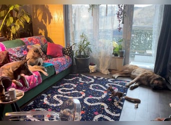 Grizzly sucht noch sein Zuhause