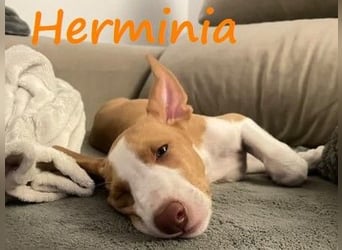 Herminia geb. 03/2025 (ESP) - menschenbezogene Podenco Ibicenco Welpin!