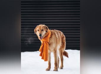 Total verschmuster Traumhund Yeti❤️mit Handicap sucht Menschen mit Herz