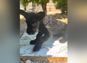 Manuela, ein süßes Hundekind