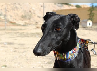 GUILIA-zarte Galga mit großer Seele sucht Geborgenheit in einem liebevollen Zuhause