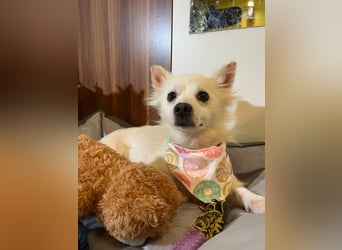 Tiffy SR - Kleiner Sonnenschein sucht seine Menschen!
