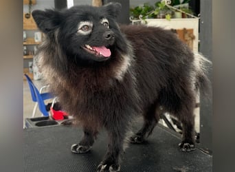 Pomeranians Magic Merlin und Chinita suchen gemeinsames Zuhause