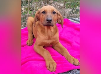 Tora ❤️ süße, aktive Labi-Mix Hündin