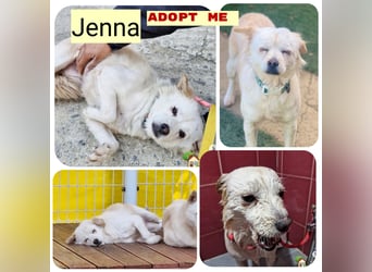 Jenna liebe schüchterne Hündin die im Tierheim so sehr leidet sucht Körbchen
