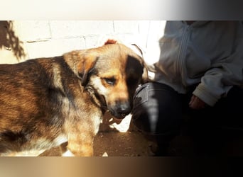 SIBILO - treuer Hundemann