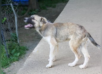 Gut gelaunter FRITZI ist ein charmanter und lustiger Hundebub