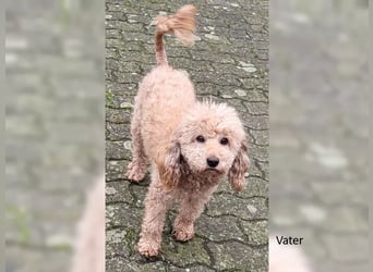 Ein Zwergpudel Rüde Welpe schwarz Pudel
