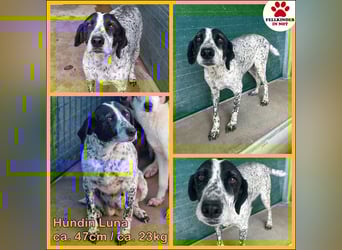 liebe Pointer Mischlings-Hündin Luna sucht ihre Menschen