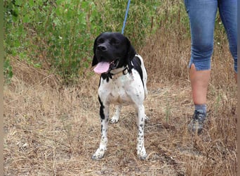 Douglas,  Pointer-Mix, lieb und sozial