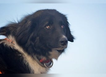Bob - Charmanter Herdi-Mix will sich endlich binden! (47839 Krefeld)