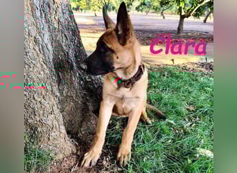 Clara geb. 04/2025 (ESP) - verspielte, lebensfrohe und gesellige Malinois Welpin!