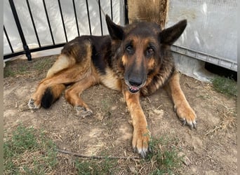 Dolly2, liebevolle Seniorin sucht Gnadenplatz , Notfall