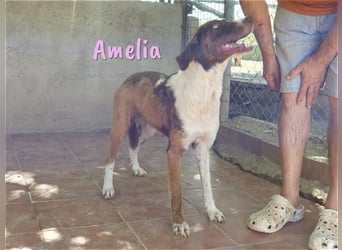 Amelia 08/2018 (ESP) - bezaubernde, ausgeglichene und soziale Hütehund-Mix Hündin!