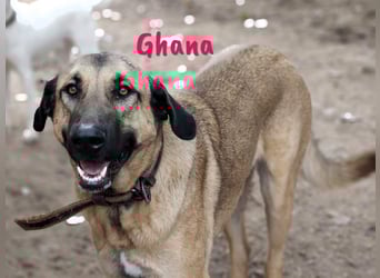 Ghana 10/2023 (ESP) - liebevolle, menschenbezogene und friedvolle wunderschöne Hündin!