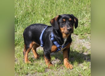 Amy - kleines kuschliges Körbchen gesucht