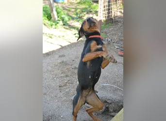 NOTFALL - „Lena“, hält den Stress im Tierheim nicht aus. Ca. 2022 geb. Weint ganz doll im Zwinger