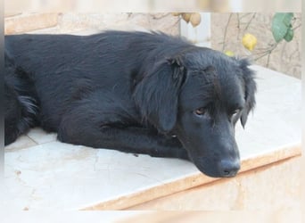 Manolo, Traumhund mit Handicap