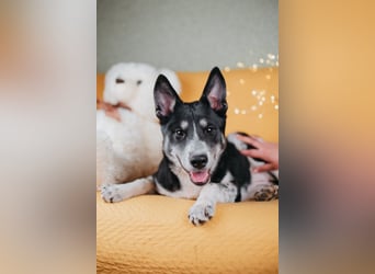 Die kleine Giselle sucht ein Zuhause