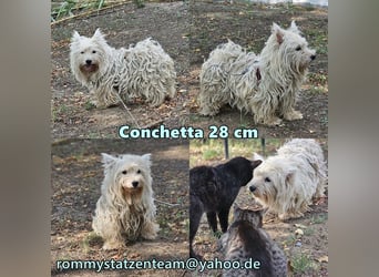 Conchetta sucht ein ruhiges Zuhause