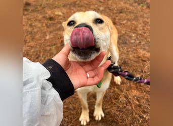 Donna - der glückliche Sonnenschein / Jindo-Greyhoundmix