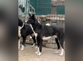 ⭐️CODI⭐️, Rüde, 7 Jahre, 54 cm, Mischling, Tierschutz