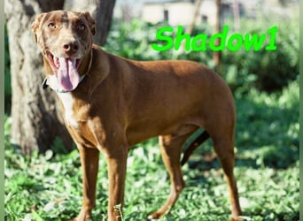 Shadow1 10/2021 (ESP) - liebevoller und sehr sozialer Podenco-Mix, ein treuer Menschenfreund!