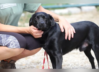 ROCKY - der liebe, aufgeschlossene Rüde kennt das Familienleben und träumt von einem lieben Zuhause