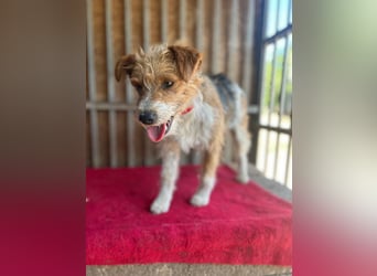 Figo, Foxterrier-Mix, Rüde, geb. am 01.01.2024, 40 cm