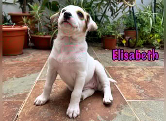Elisabeth 02/2025 (ESP) - verschmuste, süße Podenco-Bodeguero Mix Welpin!