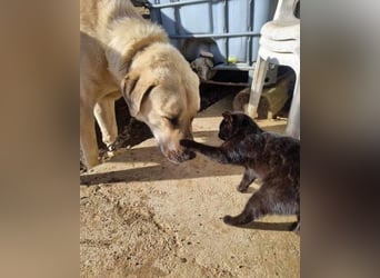 Riesen-Baby-Kangal ♥Ares♥ wartet schon in 99718 Greussen auf seine Für-Immer-Menschen