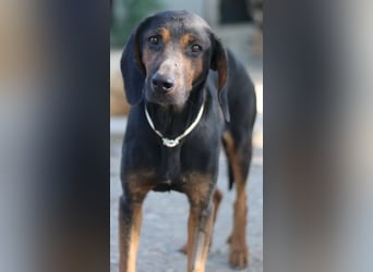 Priska, geb. ca. 08/2021, lebt in GRIECHENLAND, im städt. Tierheim Serres