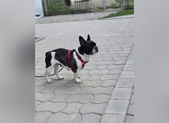 Französische Bulldogge Inge sucht Zuhause oder Pflegestelle