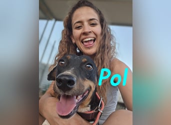 Pol 01/2023 (ESP) - warmherziger und charmanter, kleiner Bodeguero Mix!