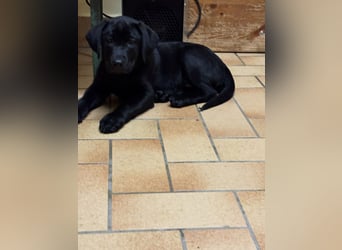 Labrador Welpen