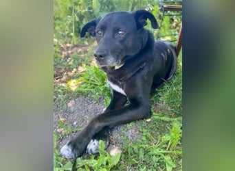 Liebenswerter Bean sucht seine Menschen