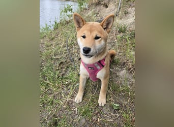 Shiba inu Welpen.   vom Haus Joe   ,Liebhaberzucht
