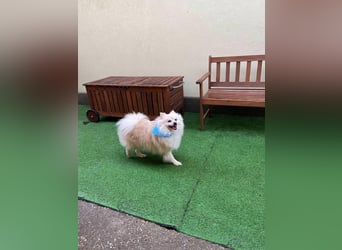 Monty, freundlicher Kleinspitz Rüde geb. 2019