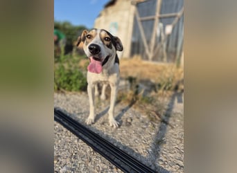 ALINA, Hündin, 3 Jahre, 50 cm, Mischling, Tierschutz