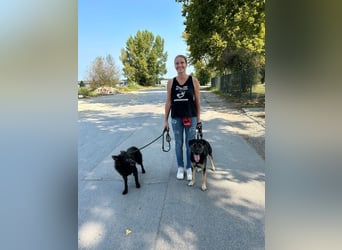 Priska: Für Menschen mit Herz und Hundeverstand