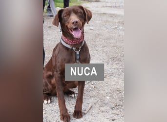 NUCA