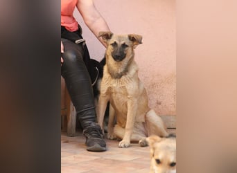 Schäferhund Mix Miley