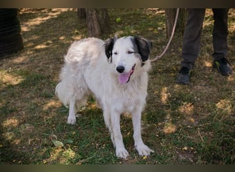 Chip 2233069: Sucht ein Zuhause