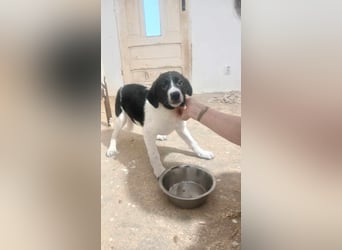 BUB 4 - sucht sein Für-immer-Zuhause